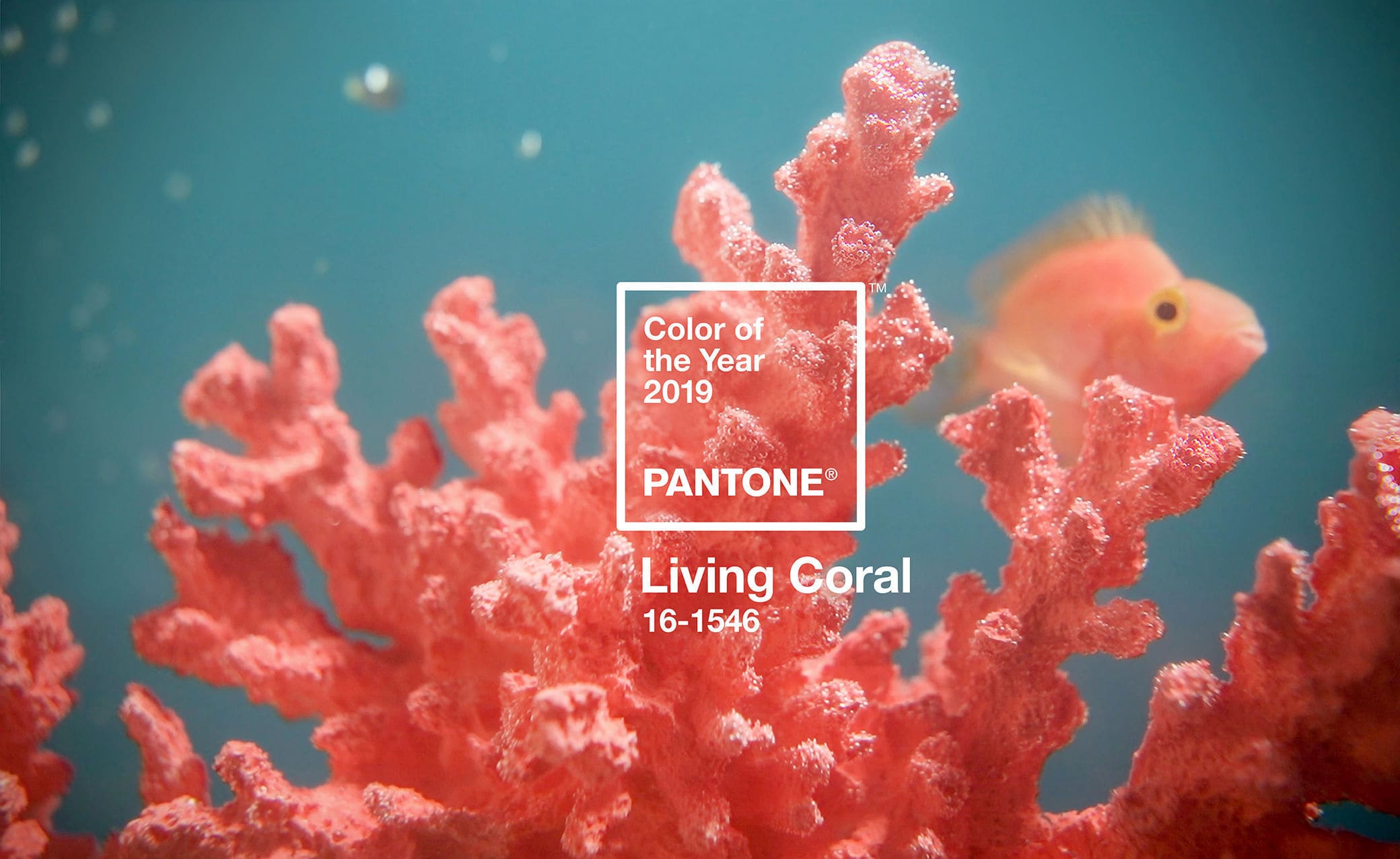 pantone colour of the year 2019